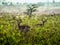 Impala antelopes watchfully standing on African savanna, Kenya