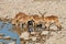 Impala antelopes at a waterhole