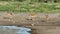 Impala antelopes at a waterhole