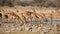 Impala antelopes at waterhole