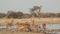 Impala antelopes at a waterhole - Etosha