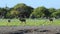 Impala antelopes and wild flowers - Etosha