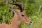 Impala antilope park kruger south africa reserves and protected airs of africa