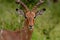 Impala antilope park kruger south africa reserves and protected airs of africa