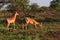 Impala antilope South Africa