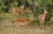 Impala Antilopes in National Park Masai Mara, Kenya