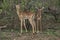 Impala babies portrait, Kruger National Park, South Africa