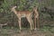 Impala babies portrait, Kruger National Park, South Africa