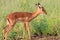 Impala baby, Kruger National Park, South Africa