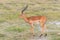 Impala, beautiful antelope