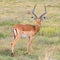 Impala, beautiful antelope