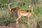 Impala, beautiful antelopes