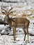 Impala, Black-faced Impala, Aepyceros melampus petersi