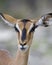 Impala, Black-faced Impala, Aepyceros melampus petersi