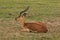 An Impala at Boteilierskop Private Reserve