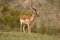 Impala at Boteilierskop Private Reserve