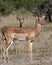 Impala - Botswana