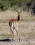 Impala - Botswana