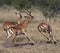 Impala - Botswana