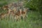 Impala breeding herd