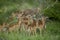 Impala breeding Herd