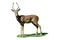 Impala buck (Aepyceros melampus) isolated