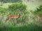 Impala buck annoyed at being disturbed