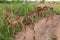 Impala Buck Calfs Wildlife