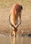 Impala buck drinking water from a pond