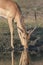 Impala buck drinking water from a river