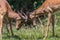 Impala Bucks Contest Horns Wildlife