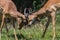 Impala Bucks Fight Horns Wildlife