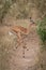 Impala calf crosses track with mixed-up legs