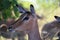 Impala close-up in safari in Chobe National Park