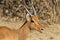 Impala, common - Wildlife Background from Africa
