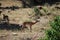 Impala crying in safari in Chobe National Park