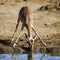 Impala drinking in the riverbank in Kruger National park