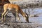 Impala drinking water at muddy waterhole