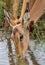 Impala drinking water while an oxpecker is cleaning its ear