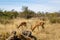 Impala eating grass, Kruger park, South Africa