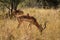 Impala eating grass, Kruger park, South Africa