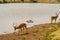 Impala at the edge of a waterhole with ducks and other birds in