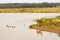 Impala at the edge of a waterhole with ducks and other birds in