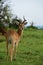 Impala enjoys the time in the green, lush fields in Uganda. Safari in Africa. Antelope with horns in the wild. Wildlife