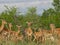 Impala facing the camera in Kruger National Park