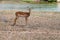 Impala facing the Galana River