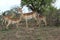 Impala family with babies, Kruger National Park, South Africa