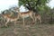 Impala family with babies, Kruger National Park, South Africa