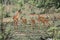 Impala family with babies, Kruger National Park, South Africa