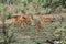 Impala family with babies, Kruger National Park, South Africa